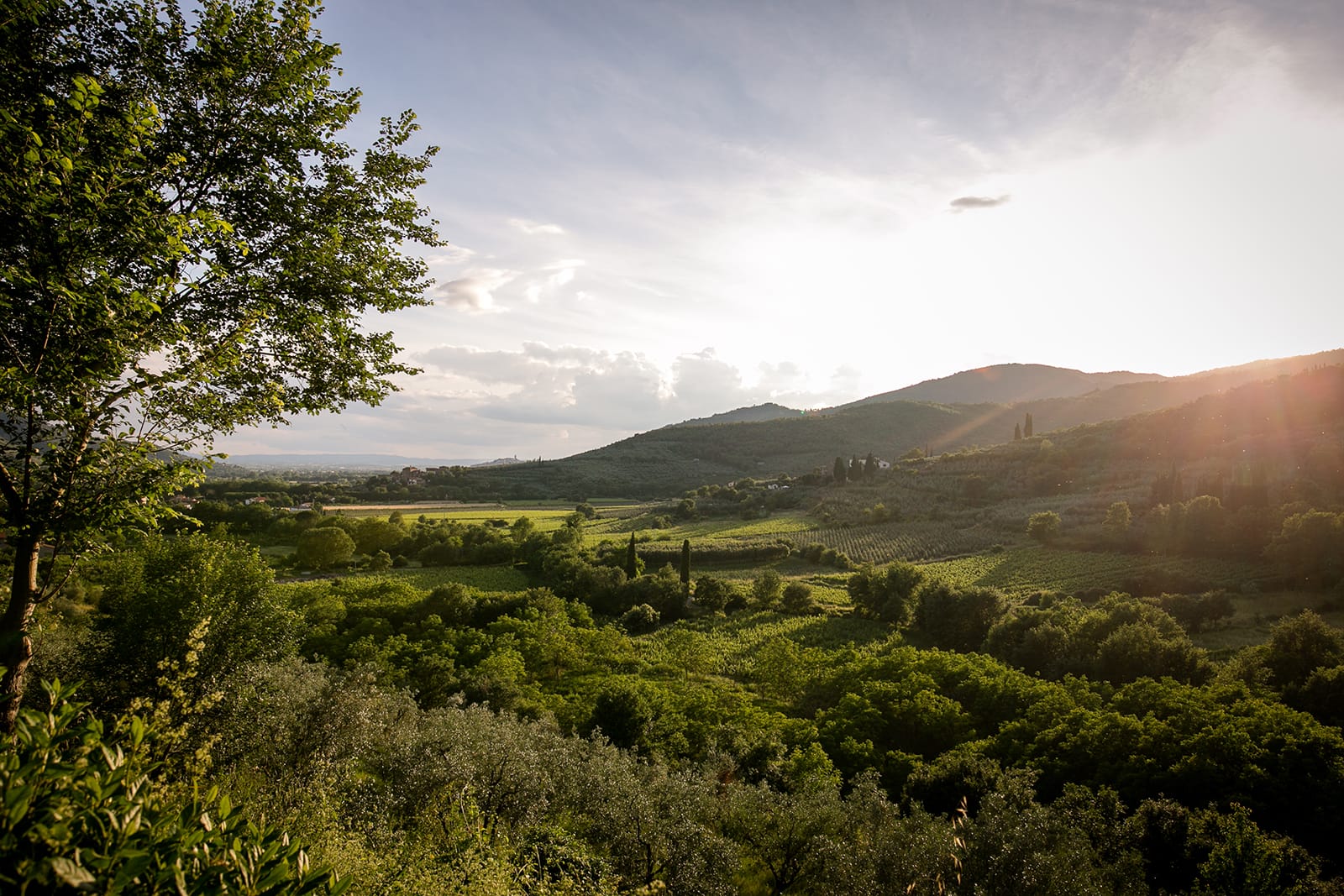 Farm Le Capanne. Images of the agricultural holding between Castiglion Fiorentino and Cortona